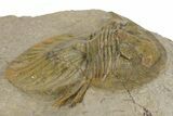 Rare, Platyscutellum Massai Trilobite - Aatchana, Morocco #381468-3